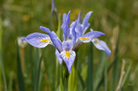 Wild Iris 9599